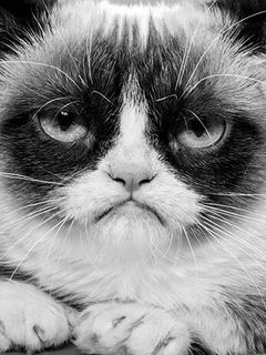 Сердитая кошка