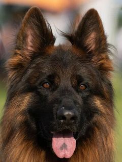 Эрос Тим Торретта