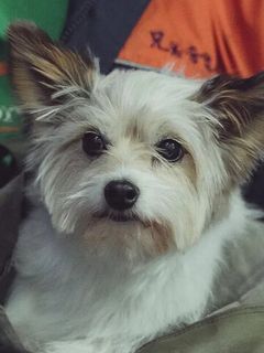 Пина
