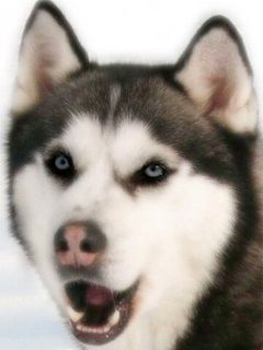 Д.Дж.