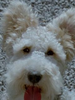 Snubby