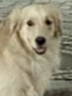 Брюс