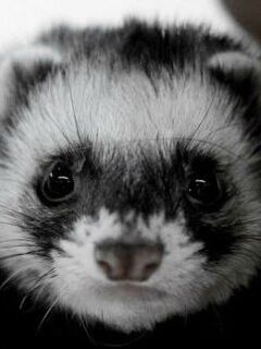 Хорёк Фалькор