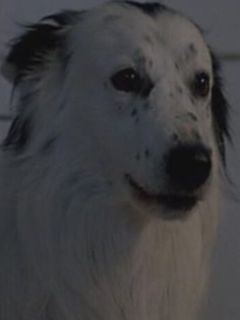 Джейк