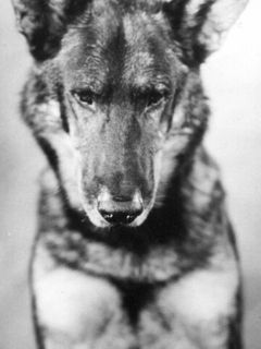 Рин Тин Тин