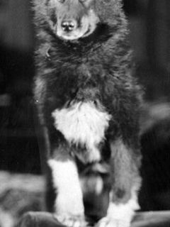 Balto