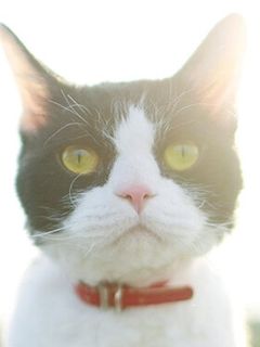 Нана