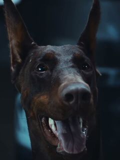 Гуз