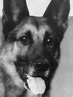 Strongheart the Dog
