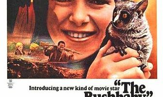 The Bushbaby