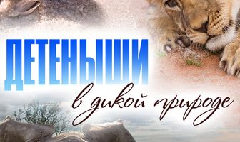 Детеныши в дикой природе