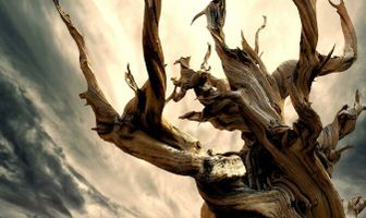 Деревья и прочие сложности