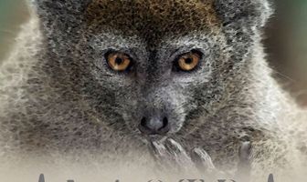 Alaotra: Endangered Treasures of Madagascar