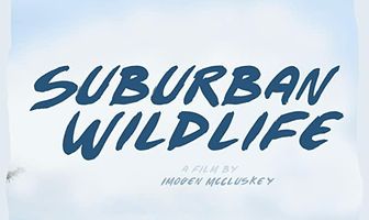 Suburban Wildlife