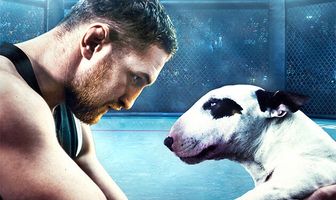 Бультерьер