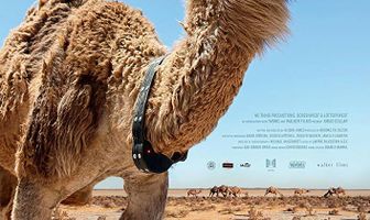 Ошейник Иуды