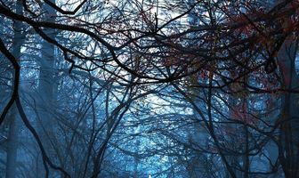 Виртуальная жизнь