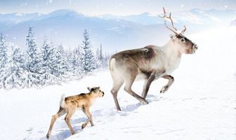 Приключения олененка