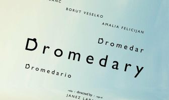 Dromedar