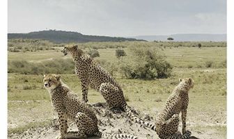 Big Cat Tales
