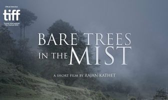 Bare Trees in the Mist