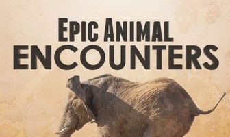 Epic Animal Encounters