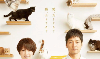 Коты в одеялках