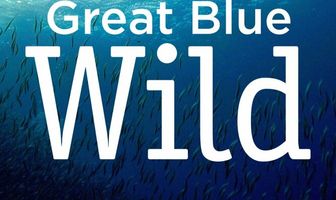 Great Blue Wild