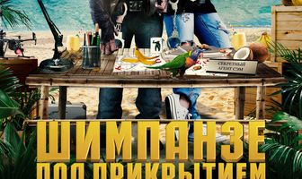 Шимпанзе под прикрытием