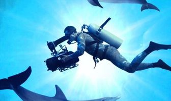 Diving with Dolphins
