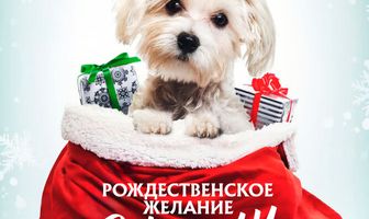 Рождественское желание Чарли