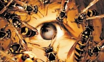 Пчёлы-убийцы