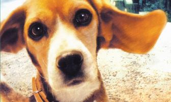 Мой лучший друг Шейлок