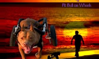 Diva Dog: Pit Bull on Wheels