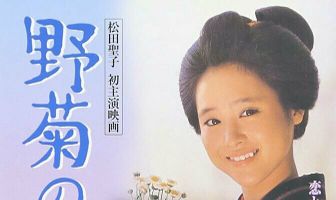 Дикая маргаритка