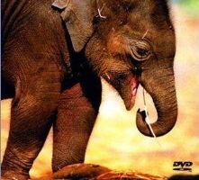 An Elephant Called Slowly
