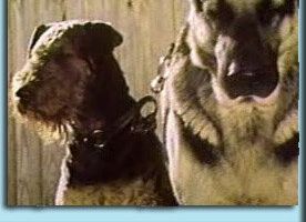 Жизнь и приключения четырех друзей