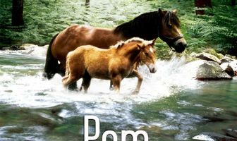 Pom, le poulain