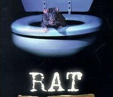 Rat