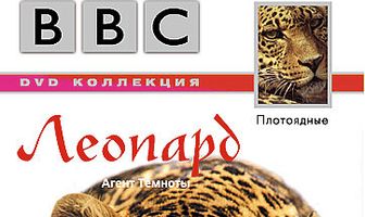 BBC: Леопард