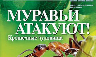 BBC: Муравьи атакуют