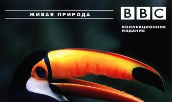 BBC: Жизнь птиц