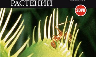 BBC: Невидимая жизнь растений