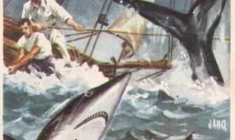 Борцы с акулами