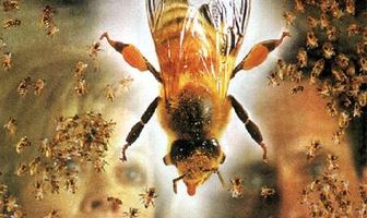 Пчелы-убийцы