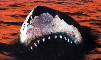 12 дней страха