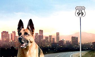 Честь мундира