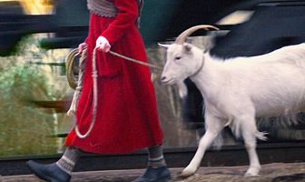 Путешествие с домашними животными