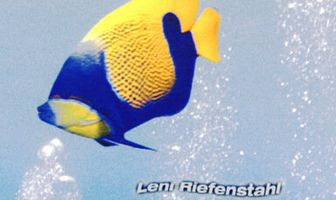 Коралловый рай