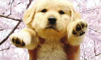 10 обещаний моей собаке